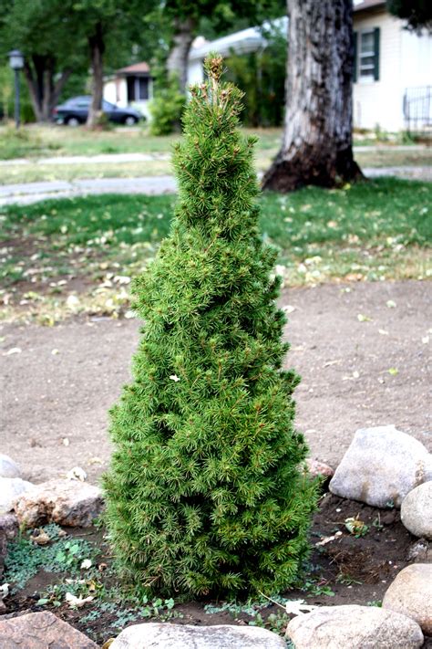 Mini trees - These Tree Form plants turn a mounding dwarf pine, for example, into a miniature tree 3 or 4 feet tall. Our Tree Form versions of Dwarf Evergreens are perfect for giving extra height in narrow beds, and they really show off the beauty of these little plants. Growing and Caring for Dwarf Evergreens
